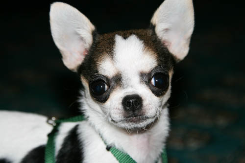 Canon 24-105mm IS USM Lens - First Pictures of Daisy - Hong Kong