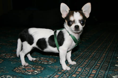 Canon 24-105mm IS USM Lens - First Pictures of Daisy - Hong Kong