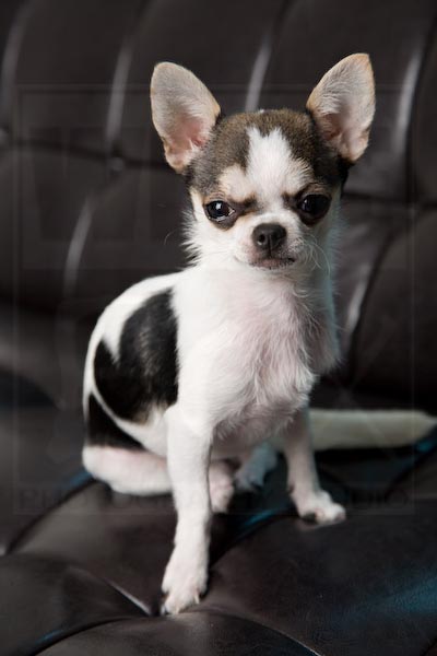 0289_oh-jeez-more-dasiy-photos_copyrightwhiteboxphotographystudio-4_1_912fbdeccb
