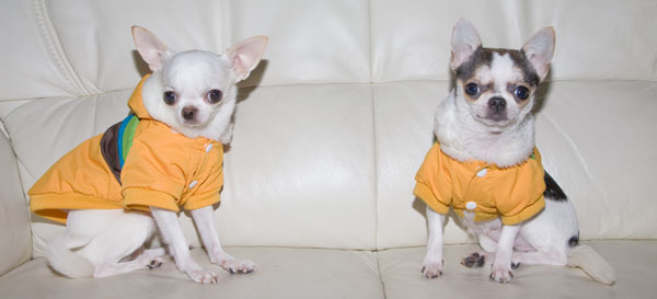 Cute Chihuahua Photos of Daisy and her friend Chikita