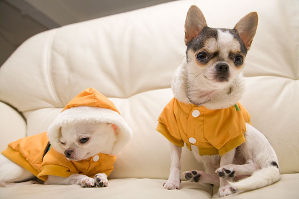 Cute Chihuahua Photos of Daisy and her friend Chikita